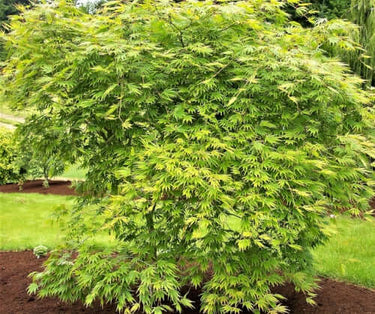 Acer palmatum 'Omure yama' - mapleridgenursery